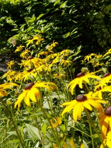 Black-eyed Susan